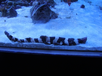  Chiloscyllium punctatum (Brown-Banded Bamboo Shark)